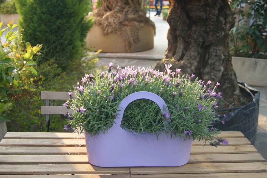 Residenza I Ciclamini Bed & Breakfast Rome Luaran gambar